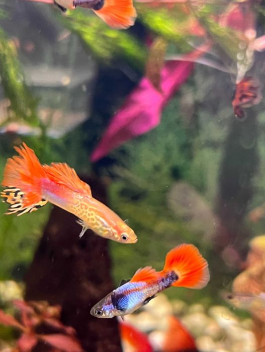 Рибки для акваріума  гуппі