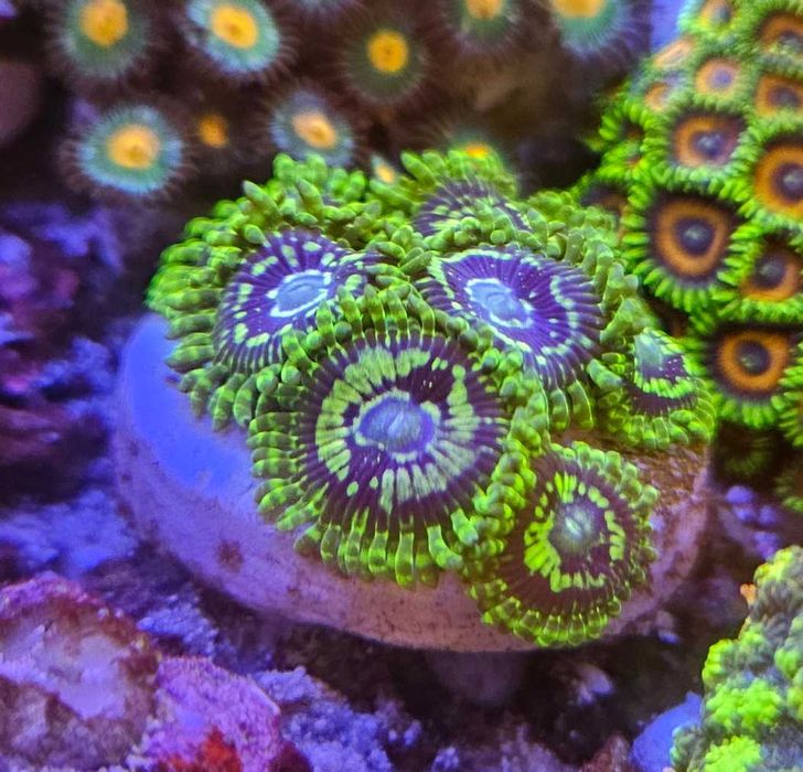 Zoa Prince of yellow skirt Zoanthus Koralowce -akwarium