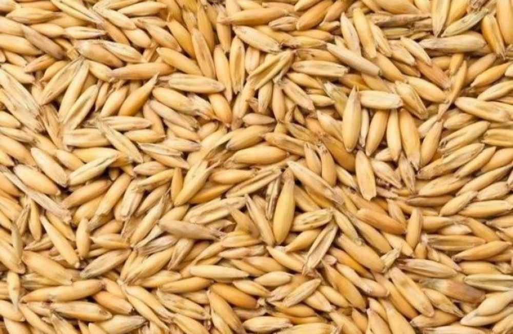 Pszenica chevignon patras, żyto, owies bingo