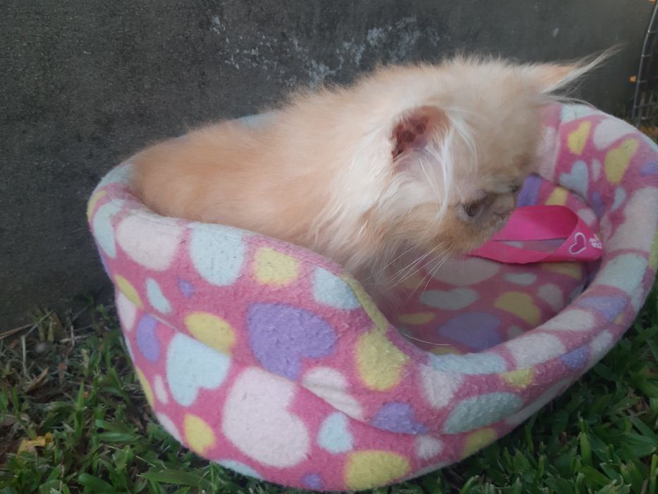 Gato persa laranja