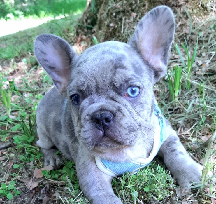Buldog francusk piesek
