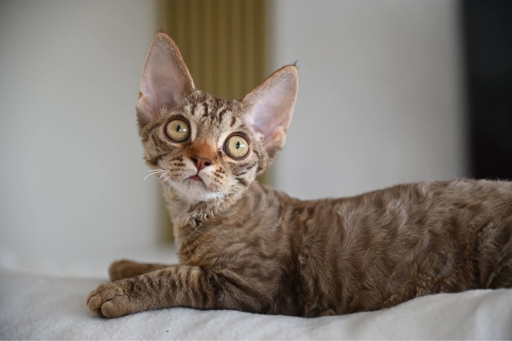 Koteczka Devon Rex