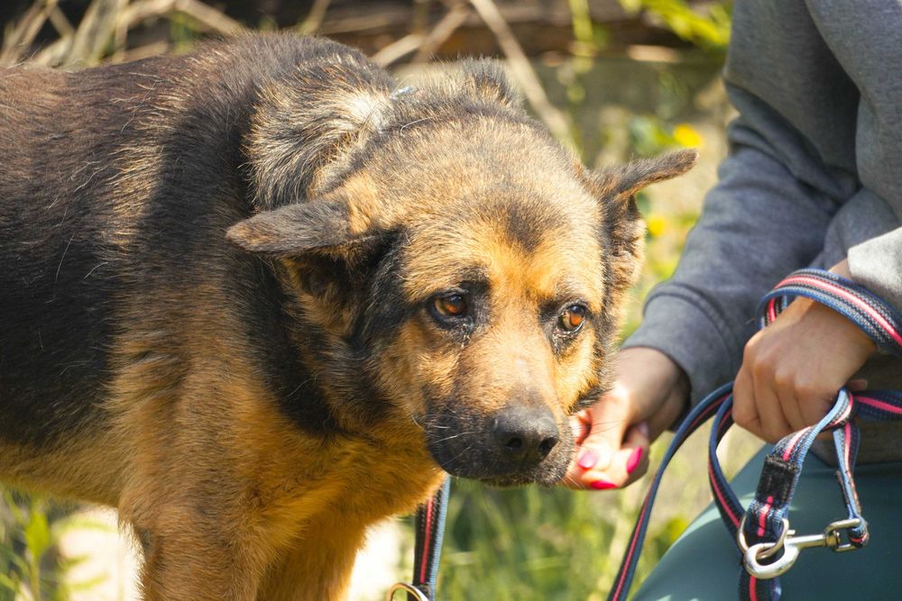 Hiron - starszy pies w typie owczarek niemiecki