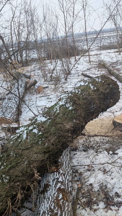 Каповый Тополь дерево