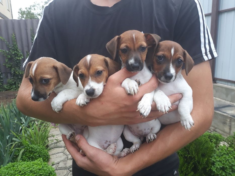 Родословные привитые девочки Джек Рассел