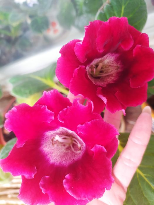 Глоксинії вазон обмін