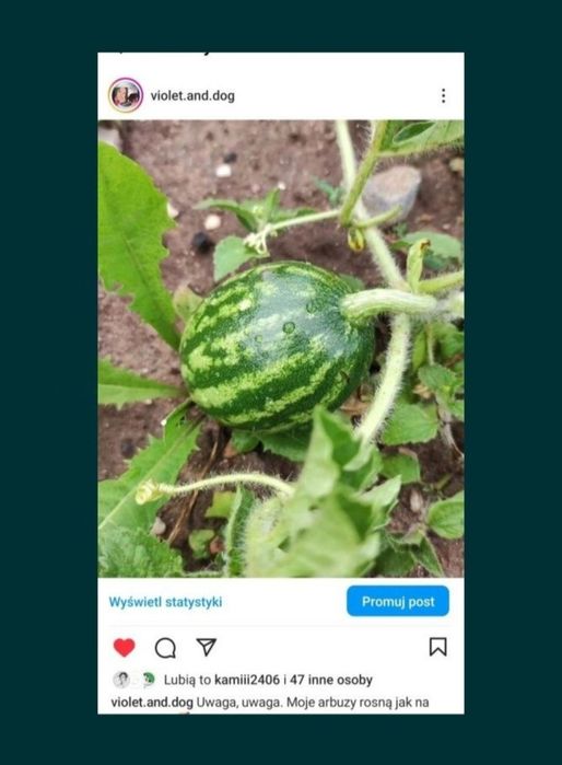 Nasiona arbuza 30 sztuk