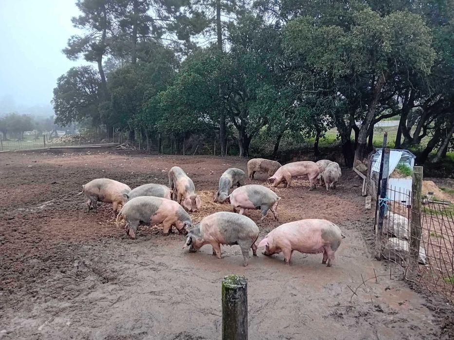 porcas bizarros com dois meses  puras registadas