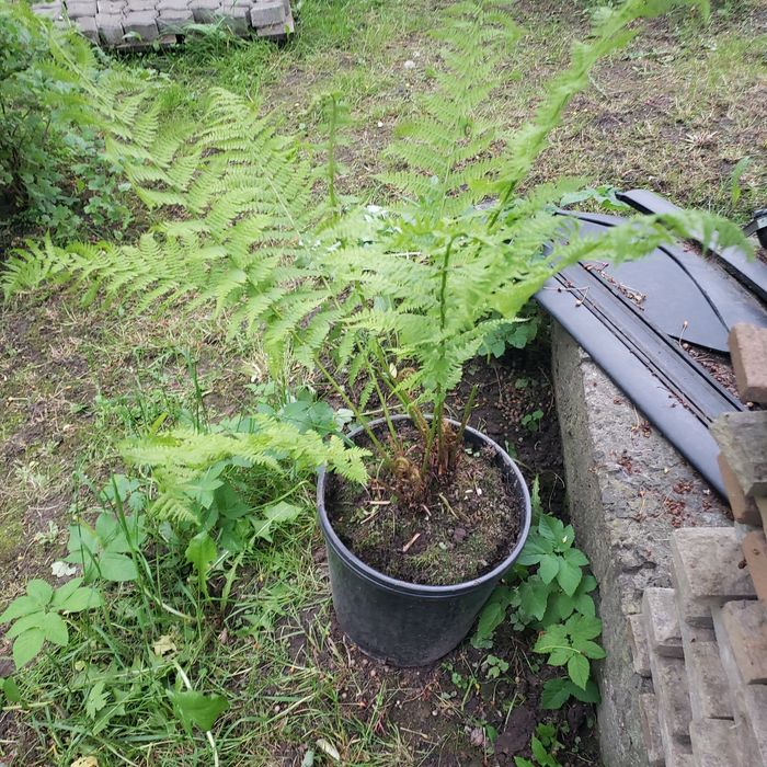 Туя смарагд папороть