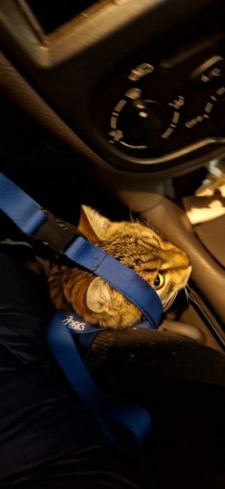 Szukam starego  kotka