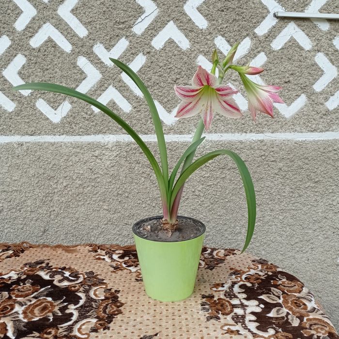 Продам вазон гіпеаструм