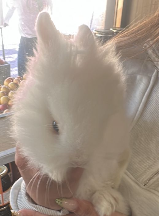 Venda de coelhos anoes