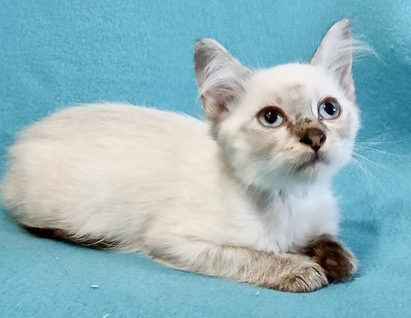 Сиамский полупушистый котенок 2.5мес тайский кошеня котята