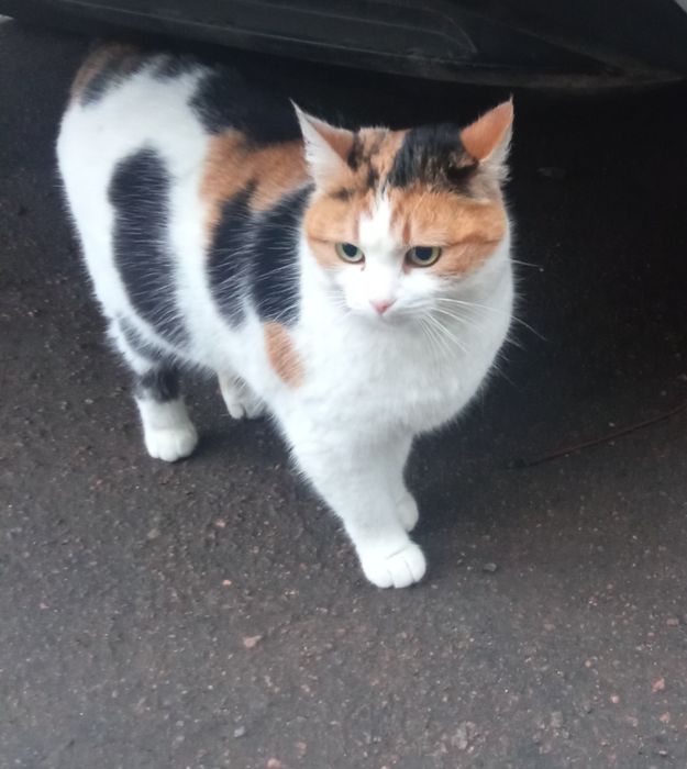 Ліза в дбайливу сім'ю