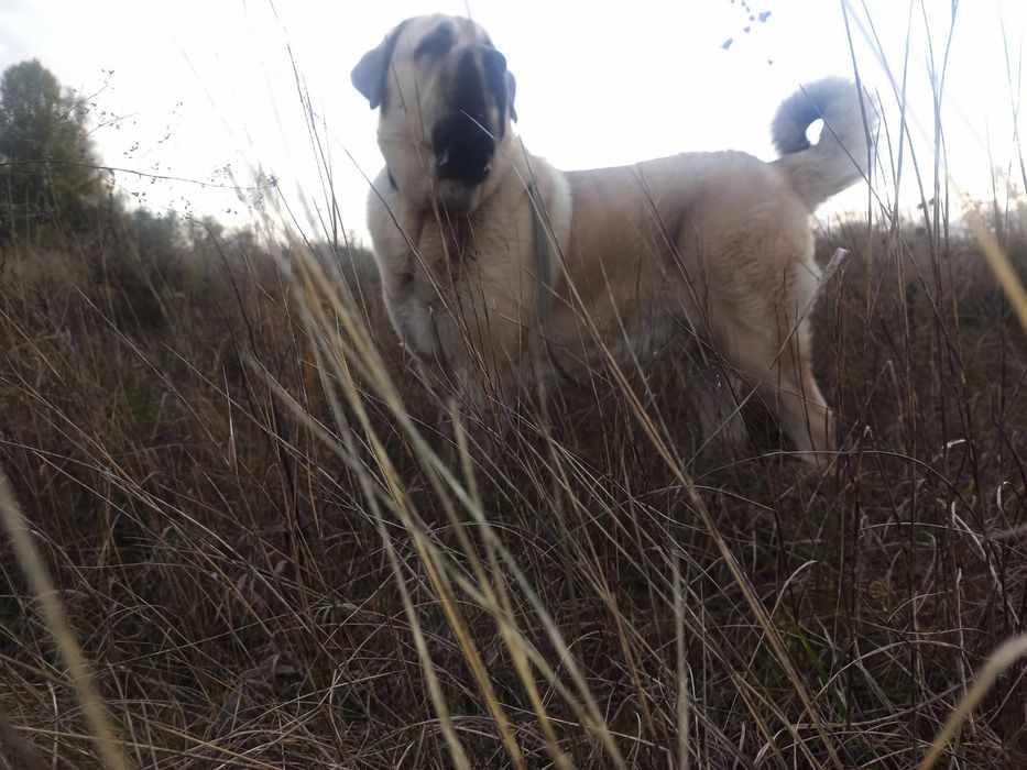 Іспанський Мастиф на вязку