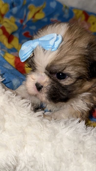 Shih-tzu lindo Menino miniatura bicolor