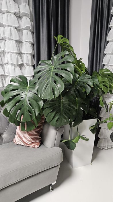 Monstera duży kwiat