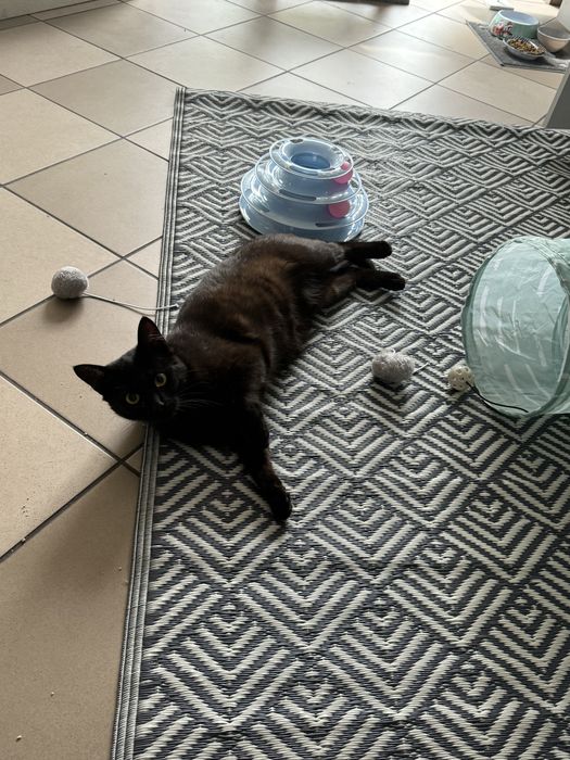 Hotel dla kotów "Koci Kącik", nocleg dla kotów Będzin