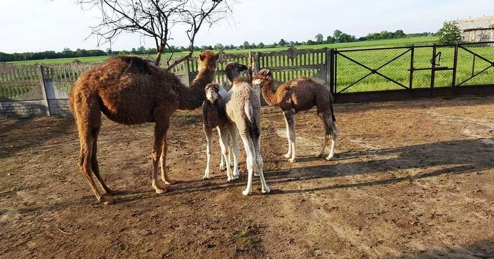 Sprzedam samca wielbłąd jednogarbny dromader samiec camel male