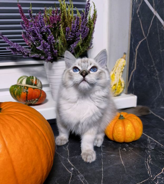 Kocurek Ragdoll seal point lynx