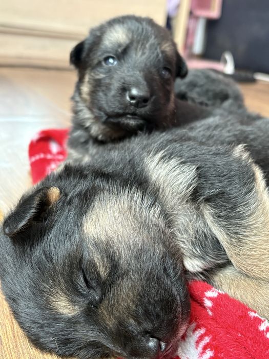 Oddam pieski mieszanka owczarka