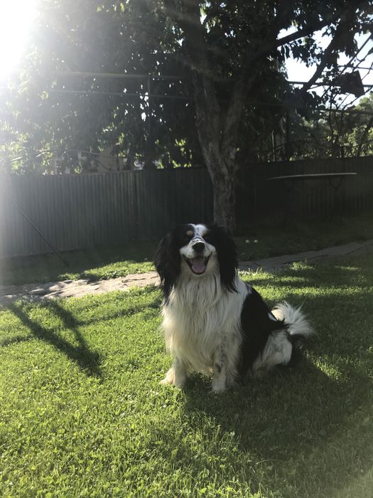 Кавалер Кінг Чарльз спаніель(змішаний) -в‘язка собаки хлопчика