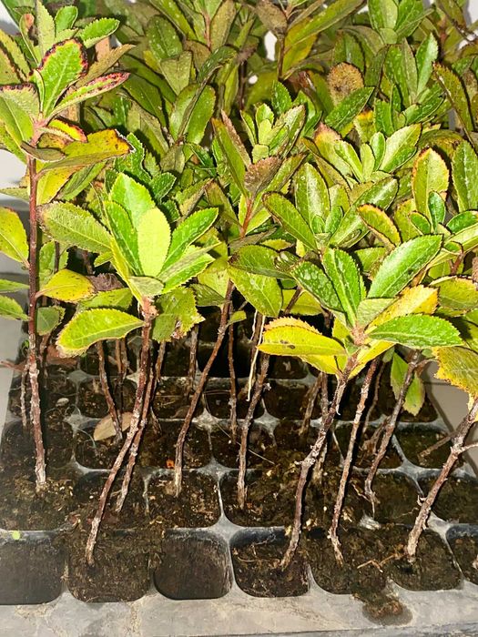 Medronheiros - Sempre Verdes, Ideal para Sebes c/ Fruto Comestível
