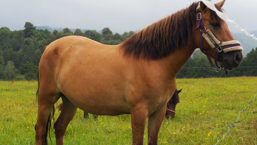 Klacz huculska Płotka, 7 lat, rekreacja, dla pewnego jeźdźca