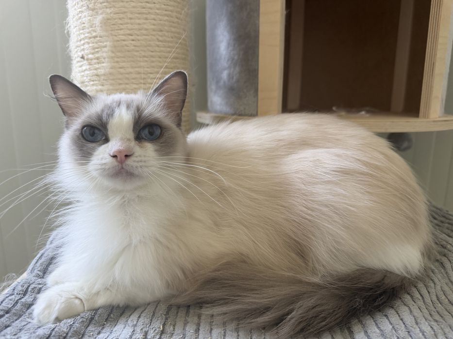 Kotka dorosla ragdoll