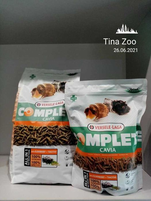 ŚWINKA MORSKA samica - Tina Zoo Gliwice Witkiewicza