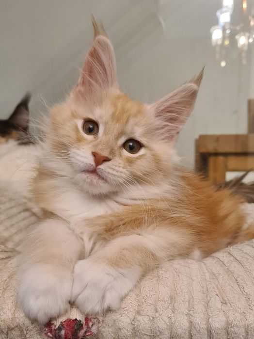 Piękny,  rudy kocurek