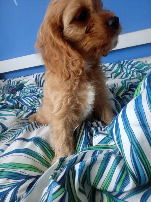 Cavapoo F1 b piesek