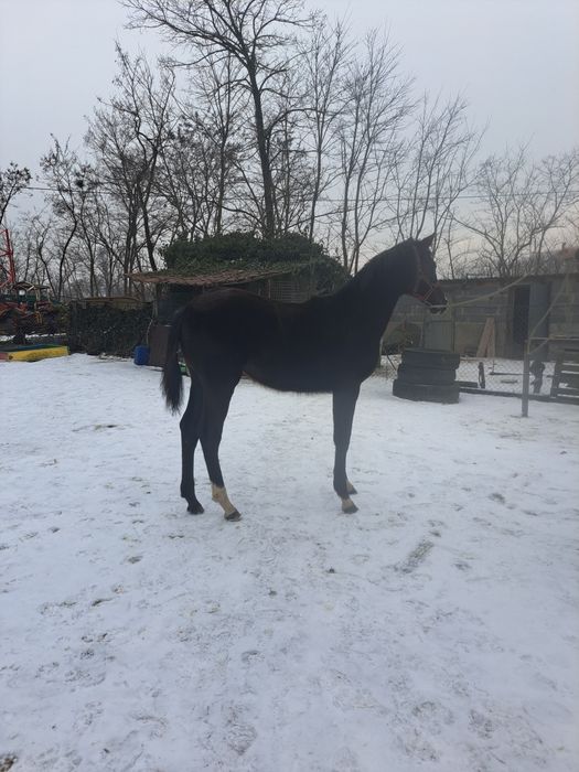 Sprzedam źrebice wielkopolską