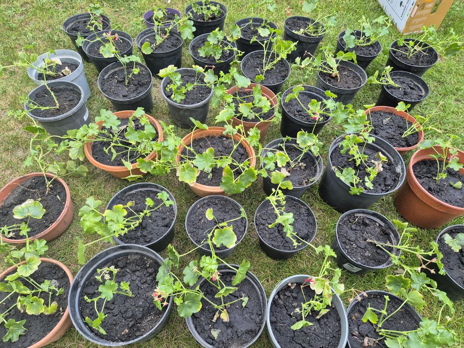 Pelargonia zwisającą czerwona