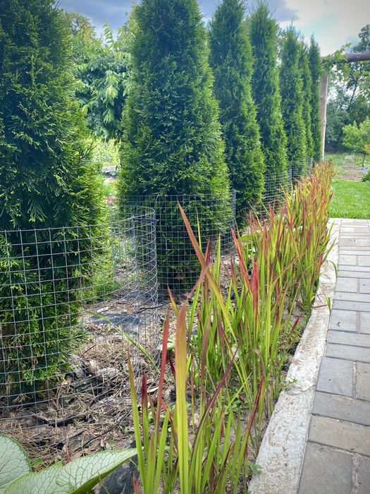 Декоративна трава злак Імперата Ред Барон