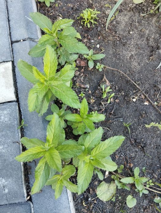 Продам ростки мелиссы