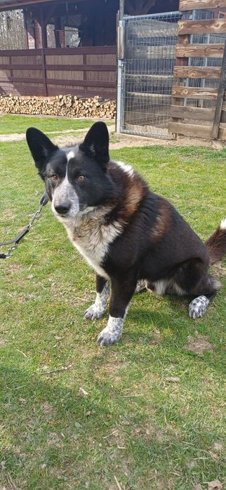 Pies karelski na niedźwiedzie  3 lata