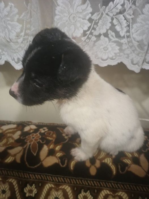 Собаки Безкоштовно