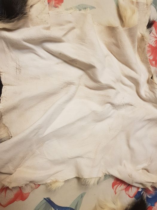 Шкурки козлика выделенаные 84 штуки по 50 гривен