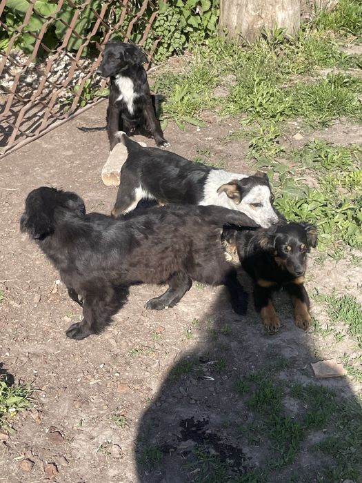 Віддам в добрі руки собаченят