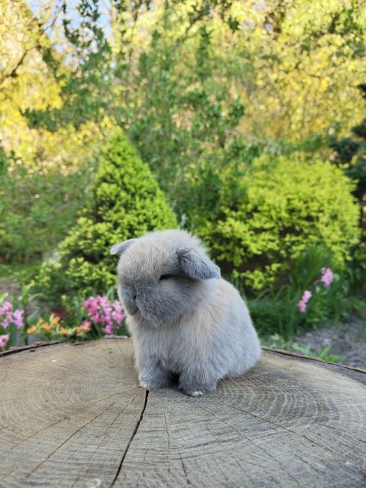 Króliczki Mini Lop. Wolne maluszki.