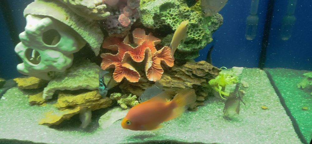 Продається акваріум повністю з усім ціна договірна акваріум до 200 л