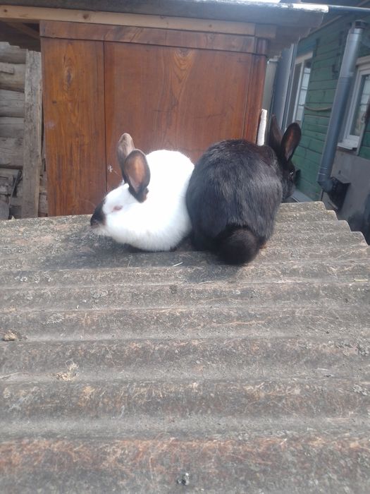 Молоді кролиці на плем'я.