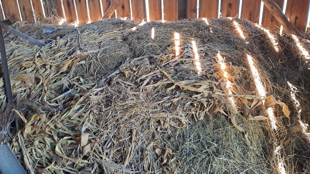 Сіно віддам безкоштовно