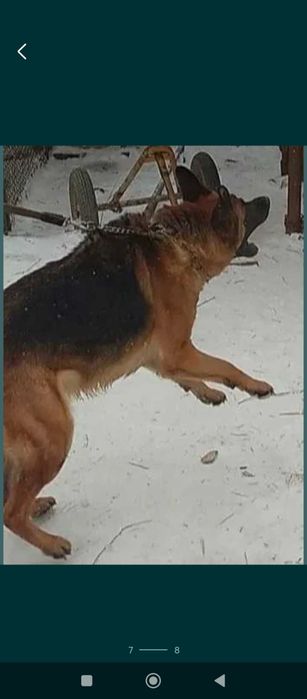 Шикарные щенки для ценителей породы