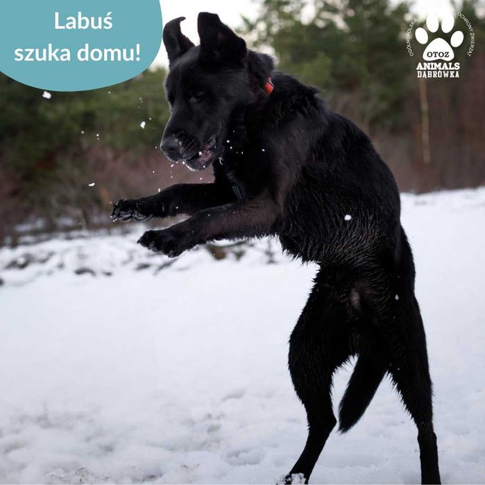 Labuś szuka domu!