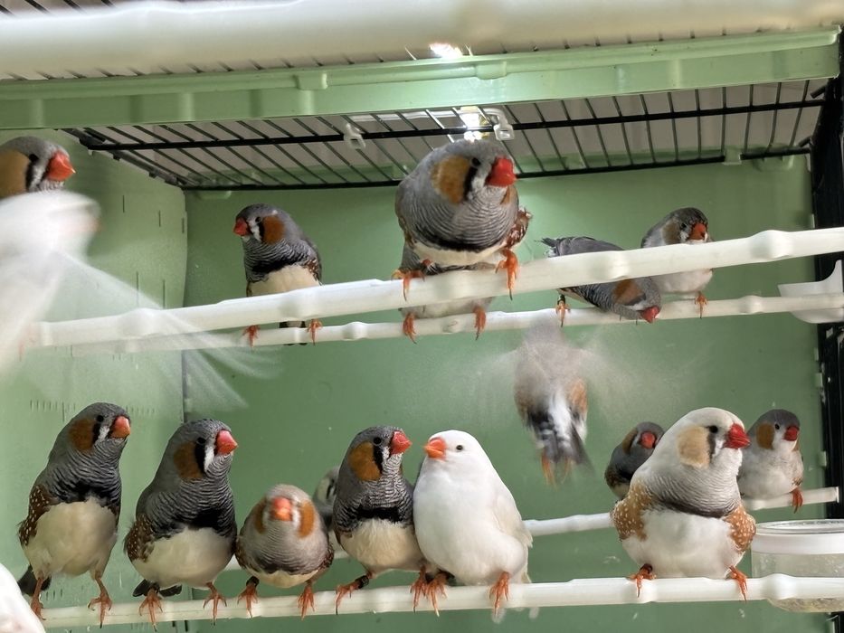 Dimante mandarim de Exposição