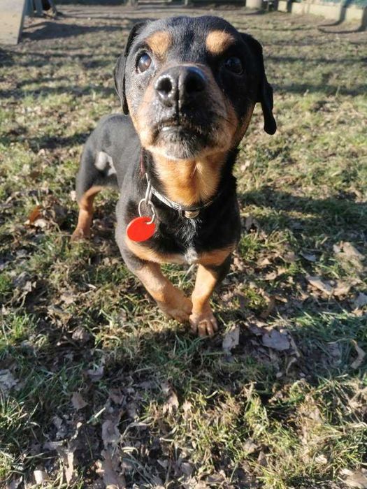 Rambuś i Neruś malutkie pieski trafiły do schroniska..