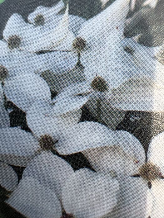 Dereń (Comus kousa robert’s select)