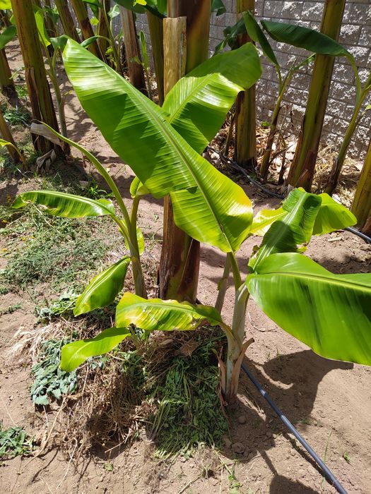 Bananeiras a partir de 10€ Particular